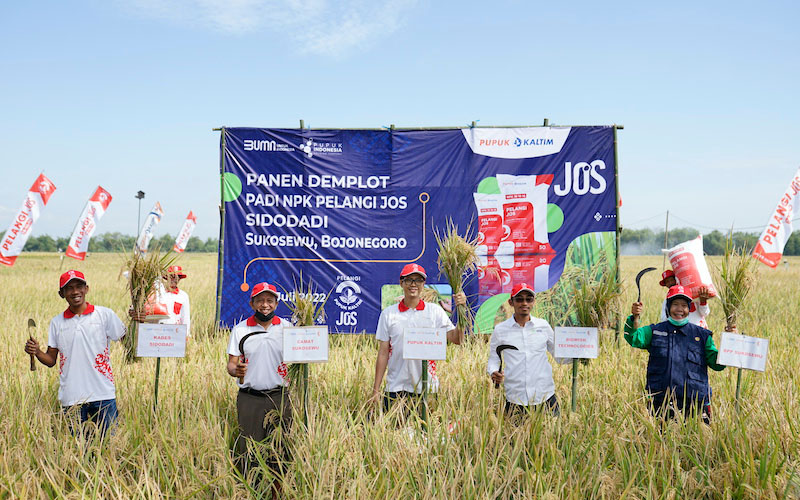  Demplot NPK Pelangi JOS PKT, Produktivitas Padi Bojonegoro Naik hingga 36 Persen