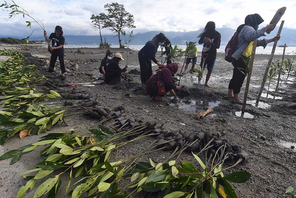  Perkecil Resiko Bencana Alam, Relawan Menanam 2.000 Bibit Mangrove di Palu