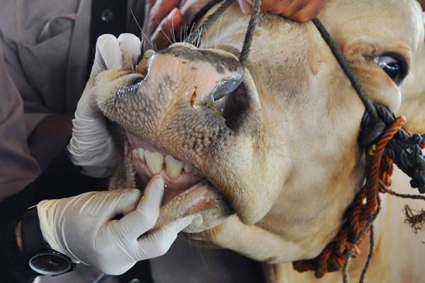 Petugas Dinas Pertanian dan Pangan memeriksa gigi sapi di Pekalongan, Jawa Tengah, Rabu (23/8). Pemeriksaan yang meliputi kesehatan gigi, suhu tubuh, kondisi fisik hewan tersebut untuk mengetahui kelayakan hewan kurban/ANTARA-Harviyan Perdana Putra