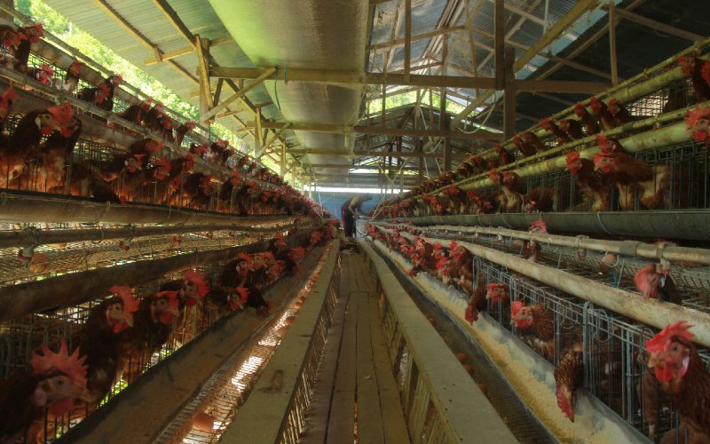 Pekerja memanen telur ayam ternaknya di kelurahan Rangas, Mamuju, Sulawesi Barat, Kamis (5/11/2020). Menurut peternak memasuki bulan Maulid, harga telur di pasar mengalami kenaikan dari harga Rp38.000 per rak isi 30 butir menjadi Rp43.000. ANTARA 