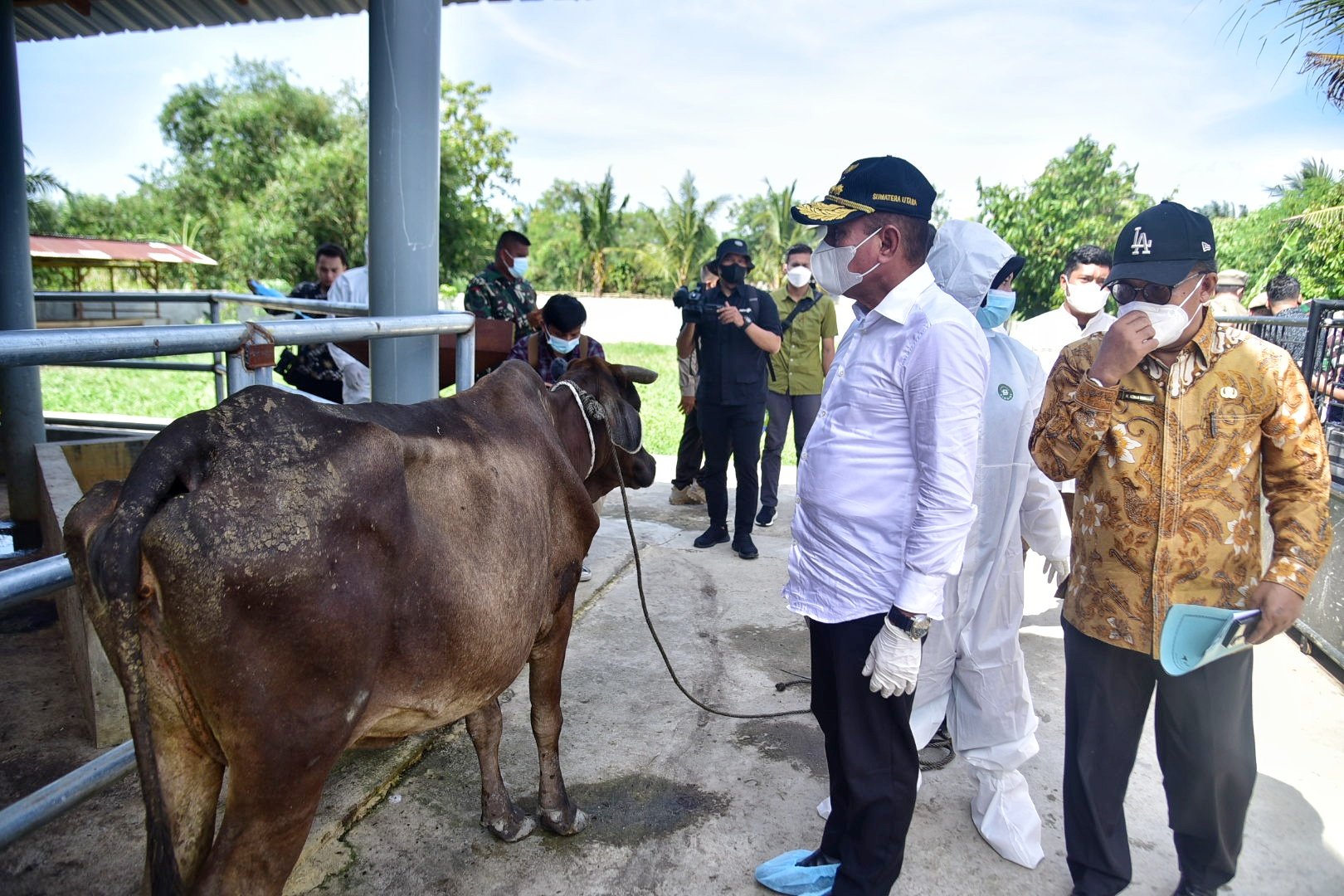  Stok Hewan Kurban di Sumut 70.000 Ekor, Kebutuhan Iduladha Dipastikan Tercukupi