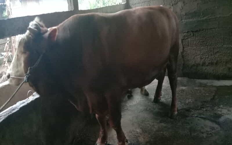  Sapi Kurban Jokowi Senilai Rp100 Juta Dipotong Besok