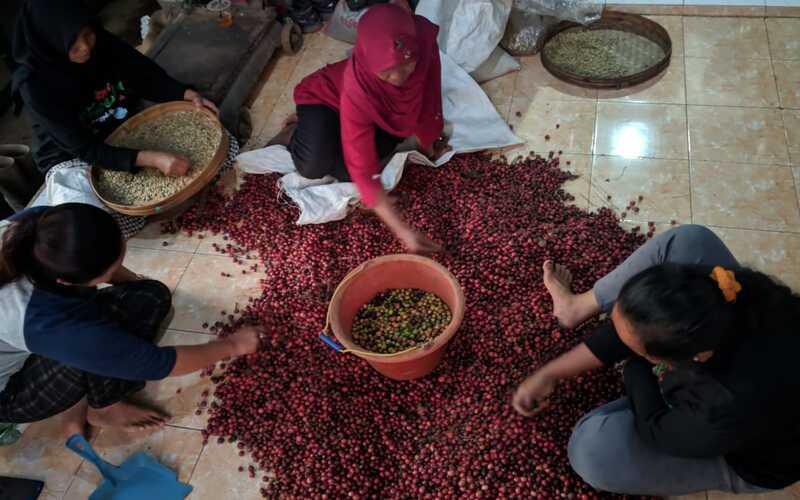 Warga memilah kopi di Unit Pengolahan Hasil Kopi, Desa Carangwulung, Kecamatan Wonosolam, Jombang, Jawa Timur, Kamis (7/7/2022)./Bisnis-Andik Susanto. 
