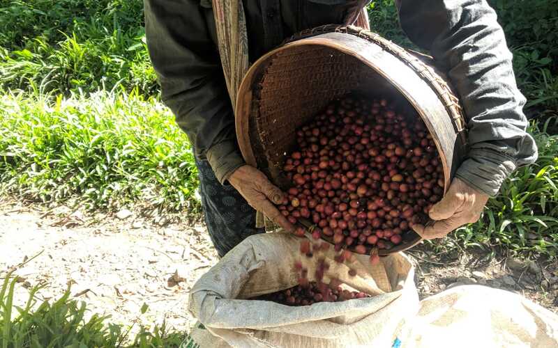  Jelajah Kopi Jatim 2022, Penanaman Kembali Jadi Kunci Pacu Produksi