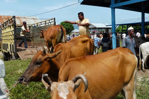  Iduladha 1443 H: Kemenkominfo Kurban 16 Ekor Sapi