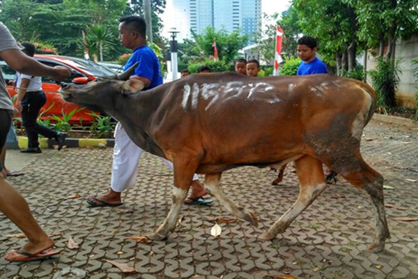 PT Jurnalindo Aksara Grafika (JAG) sebagai perusahaan penerbit harian Bisnis Indonesia, menyerahkan hewan kurban ke Masjid Jami Nurul Huda di Karet Tengsin, Jakarta Pusat/Bisnis-Haffiyan.