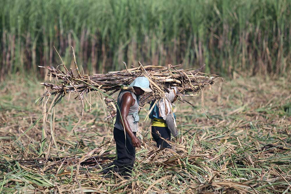  Pemerintah Bakal Subsidi Harga Gula Rp1.000/Kg, Petani Tebu Sumringah 