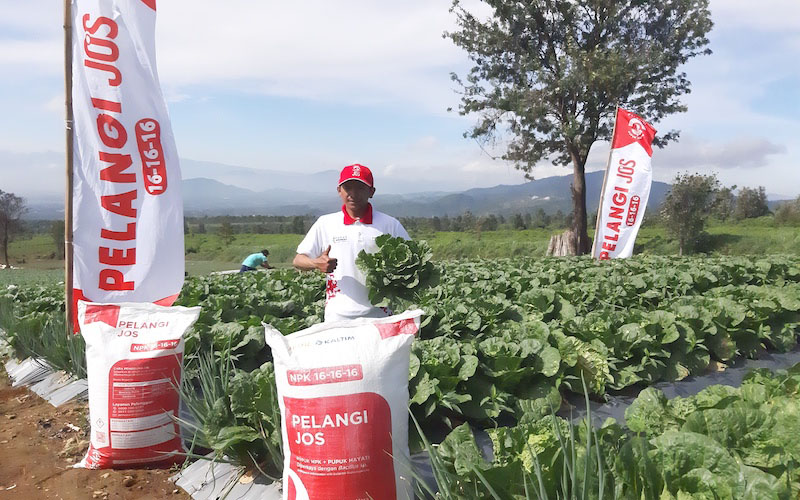  Berkat NPK Pelangi JOS, Produktivitas Sawi Putih di Cianjur Naik 49 Persen