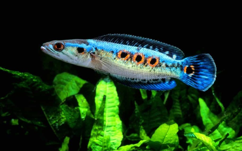 Ikan Channa/fishlaboratoryaquatics