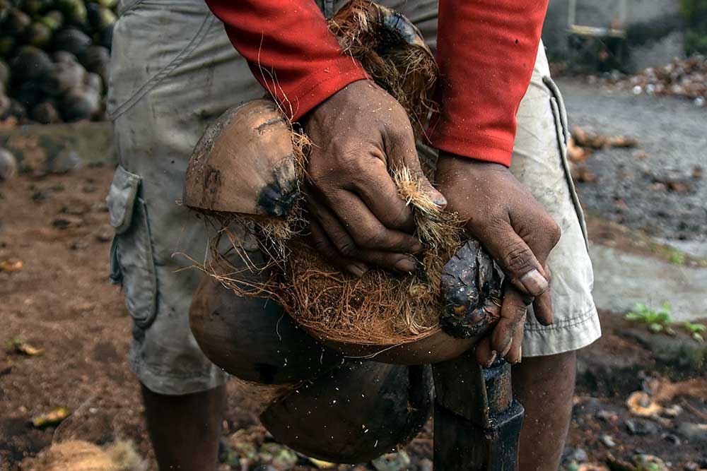  Buruh Pengupas Kelapa di Ciamis Dibayar Rp100 Per Butir