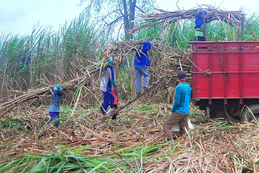  Pemerintah Berikan Subsidi Gula Tebu Kepada Petani Sebesar Rp1.000 Per Kilogram