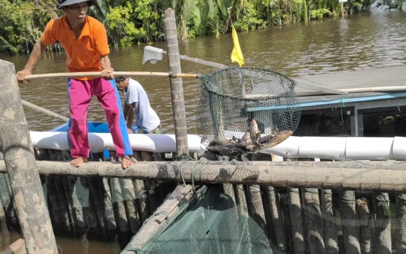 Anggota Kelompok Usaha Perhutanan Sosial (KUPS) sedang panen ikan tirus di Kecamatan Batu Ampar, Kubu Raya, Kalimantan Barat belum lama ini. Foto-Dokumentasi KUPS