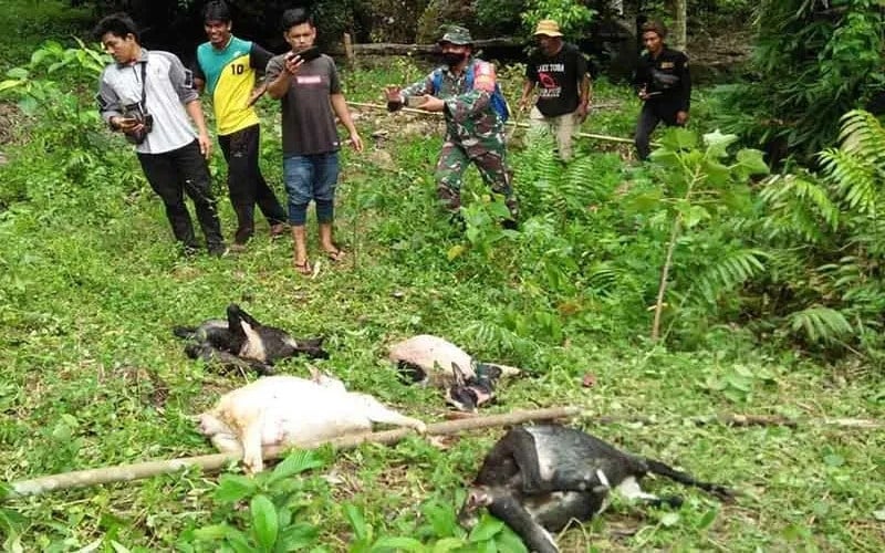  Harimau Dilaporkan Memangsa Sejumlah Kambing di Aceh Selatan