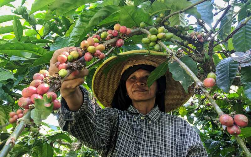  Perkebunan Kawisari, Penghasil Kopi Organik Terbesar