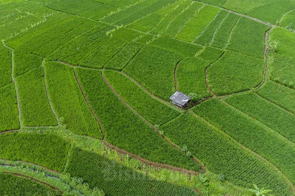  Pupuk Subsidi Untuk Kebutuhan Petani