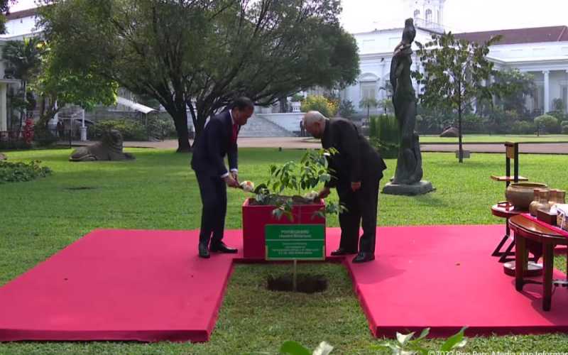  Momen Jokowi dan Presiden Timor Leste Jose Ramos Horta Tanam Pohon Gaharu