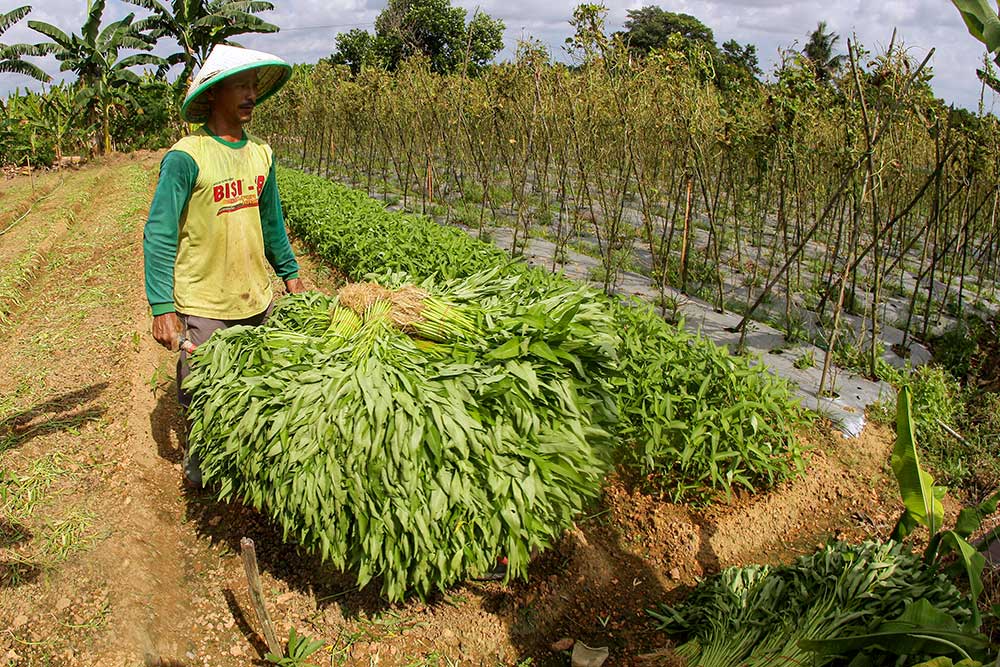  Petani Mulai Keluhkan Harga Pupuk Kimia Yang Mulai Naik