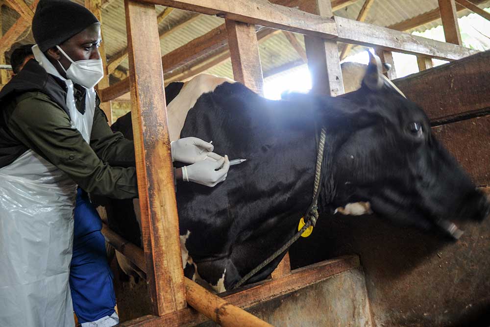 Seorang dokter hewan menyuntikkan vaksin penyakit mulut dan kuku (PMK) kepada hewan ternak sapi perah di Cilembu, Kabupaten Sumedang, Jawa Barat, Senin (20/6/2022). ANTARA FOTO/Raisan Al Farisi