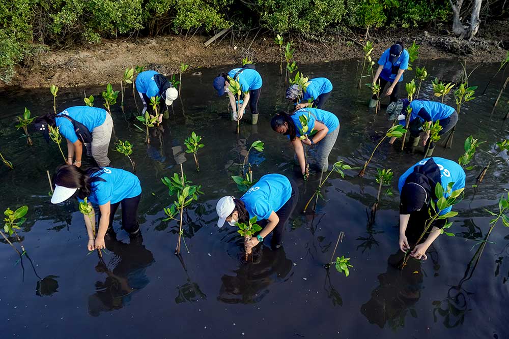  Karyawan Traveloka Tanam Bibit Bakau di Hutan Mangrove Buleleng Bali