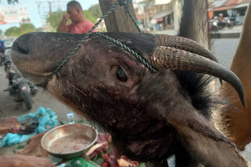  Kambing Hutan Sumatra Tetap Diburu dan Dijual Meski Termasuk Satwa Yang Dilindungi