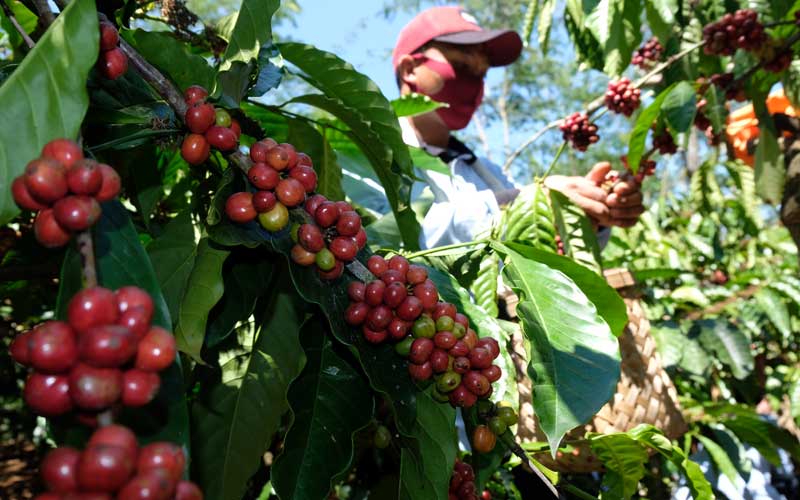 Seorang petani memanen kopi Robusta (Coffea canephora) saat panen perdana di perladangan Desa Jambon, Kandangan, Temanggung, Jawa Tengah, Selasa (25/8/2020). Kabupaten Temanggung merupakan penghasil kopi terbesar di Jawa Tengah dengan lahan kopi seluas 12.000 hektare dan menghasilkan 30 persen ekspor kopi dari Pulau Jawa. ANTARA FOTO/Anis Efizudin