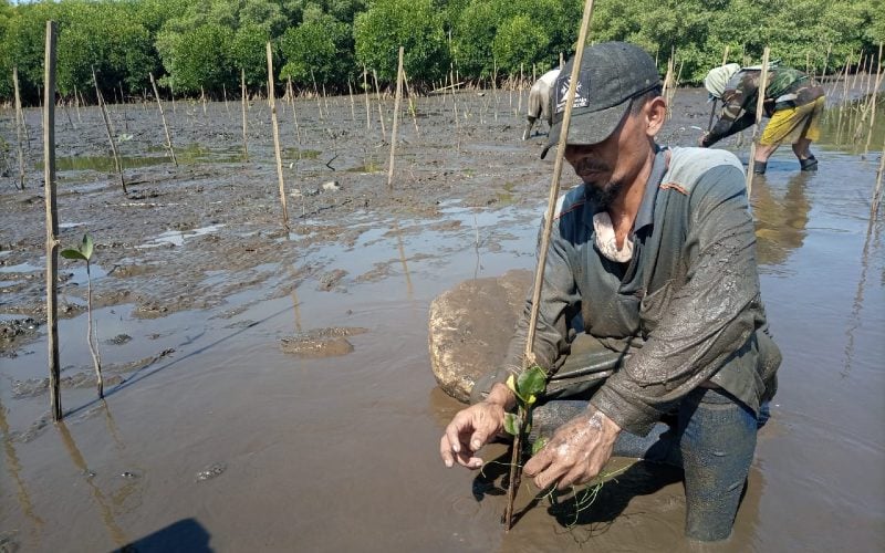  Sulsel Tanam 3.000 Bibit Mangrove di Luwu Timur