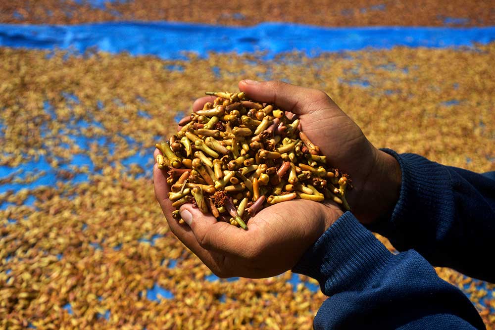  Harga Cengkih Kering Turun Akibat Stok Melimpah