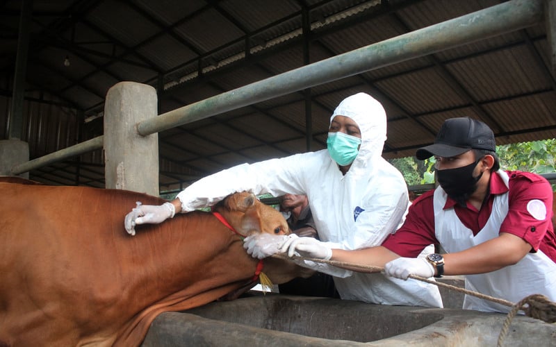 Dokter hewan dari Dinas Peternakan Kabupaten Bangkalan menyuntikkan vaksin penyakit mulut dan kuku (PMK) kepada hewan ternak sapi di Desa Dakiring, Bangkalan, Madura, Jawa Timur, Jumat (24/6/2022). Pemerintah Kabupaten Bangkalan menargetkan pemberian vaksinasi perdana PMK bagi 100 sapi per hari tersebut guna mencegah penularan penyakit mulut dan kuku hewan (PMK) di kawasan itu./Antara-Patrik Cahyo Lumintu.