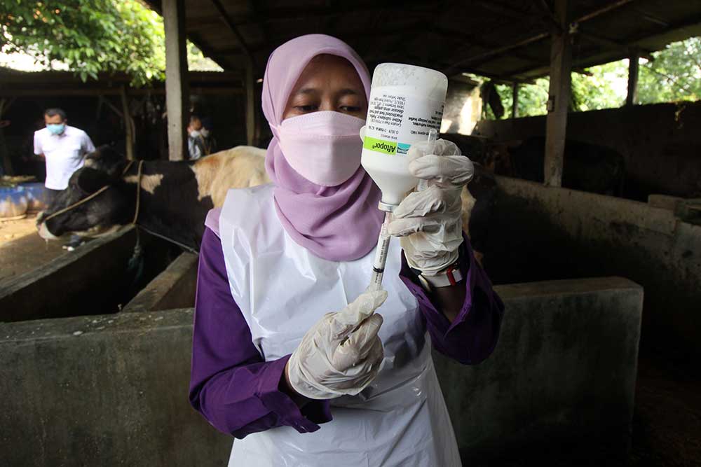 Dokter hewan dari Pusat Veteriner Farma (Putvetma) Surabaya menyuntikkan vaksin penyakit mulut dan kuku (PMK) untuk sapi di kandang kawasan Taman, Sepanjang, Sidoarjo, Jawa Timur, Selasa (14/6/2022). ANTARA FOTO/Umarul Faruq