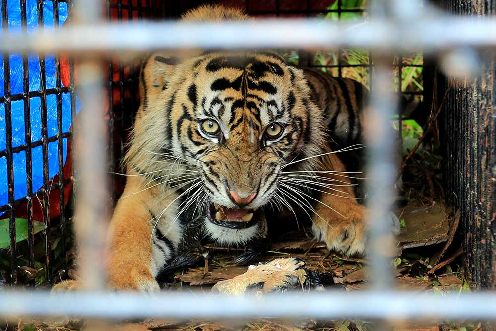  Seekor Harimau Sumatra Liar di Aceh Berhasil Diamankan BKSDA