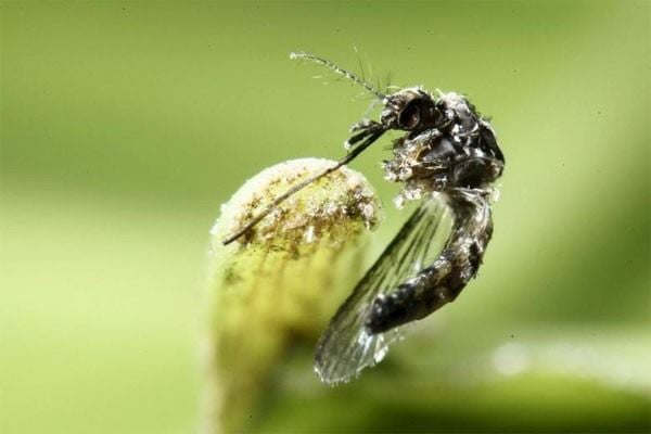 Nyamuk Aedes aegypti/Reuters