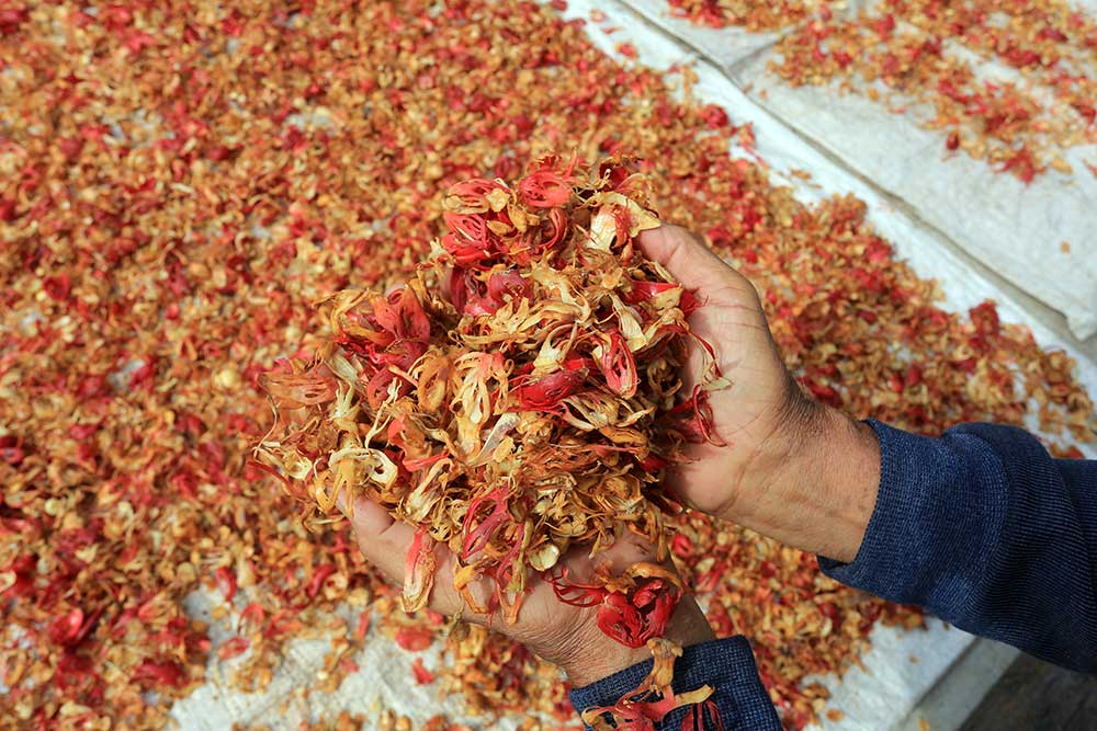  Harga Bunga Pala di Tingkat Petani Mulai Membaik