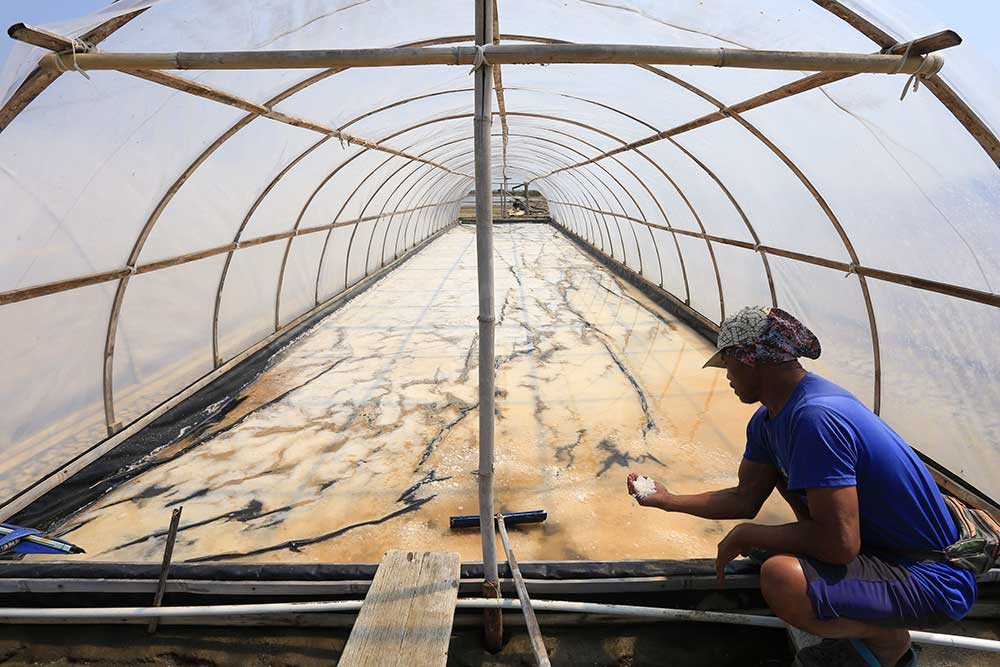  Produksi Garam Masih Kurang Maksimal Karena Cuaca Tidak Menentu