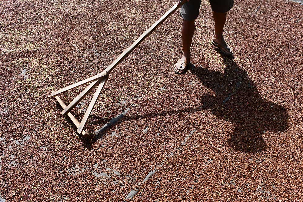 Harga Cengkih di Tingkat Petani Alami Kenaikan