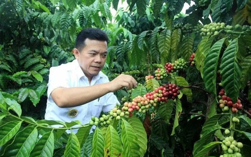  Ada Proyek Tanam 3 Juta Pohon Kopi Kementan, Ini Tujuannya