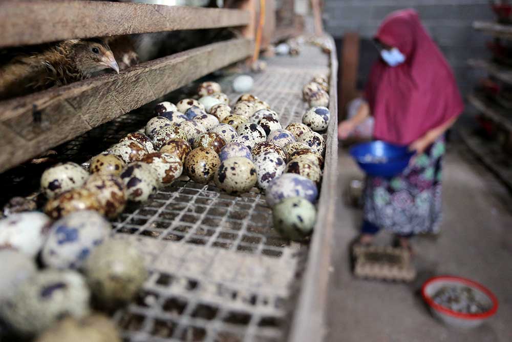  Peternak Burung Puyuh di Aceh Mampu Memproduksi Hingga 950 Telur Per Hari