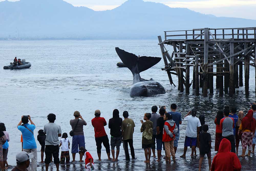  Seekor Paus Sperma Terdampar di Pantai Banyuwangi