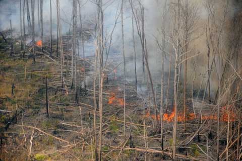 Kebakaran hutan di Riau/Istimewa