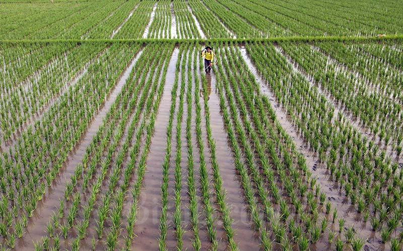  Inovasi Sistem Pertanian di Sumedang Harus Ditingkatkan Berbasis Teknologi