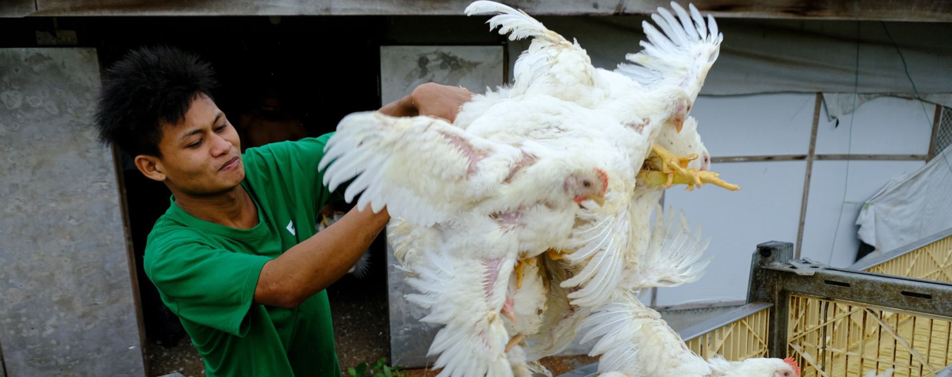 Seorang pekerja memasukkan ayam ke dalam peti di sebuah peternakan unggas di Sungai Panjang, Selangor, Malaysia, Rabu (25/5/2022). Bloomberg - Samsul Said