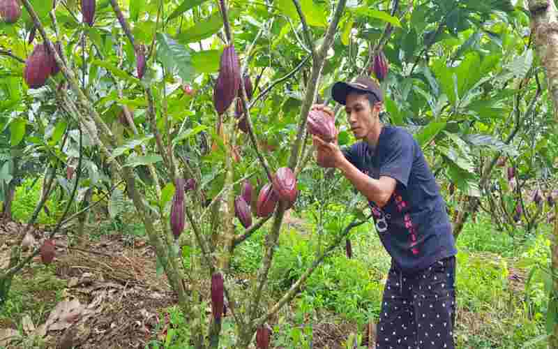 Seorang petani kakao binaan GPEI Jatim mengecek buah kakao di Desa Sukodono, Dampit, Kabupaten Malang./Bisnis - Peni Widarti