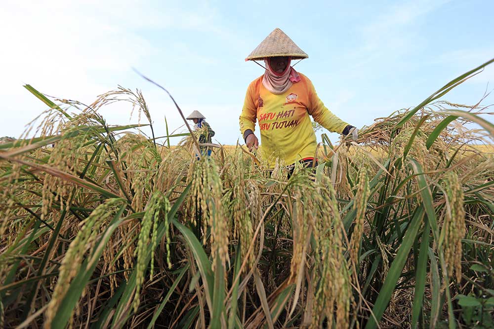  Penyaluran KUR Untuk Sektor Pertanian Sudah Mencapai Rp65 Triliun