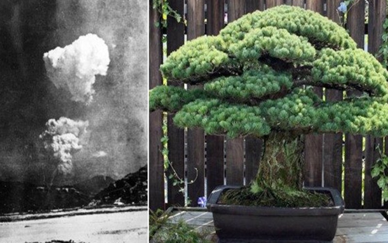 Bonsai berusia 400 tahun yang lolos dari ledakan Hiroshima/thevintagenews