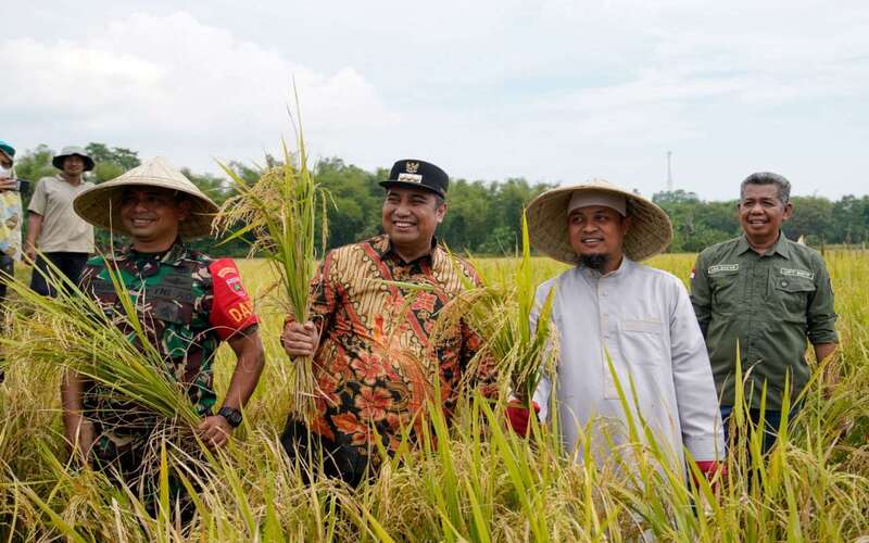  Efek Mandiri Benih, Panen Padi Petani Maros Meningkat 2 Ton Per Hektare