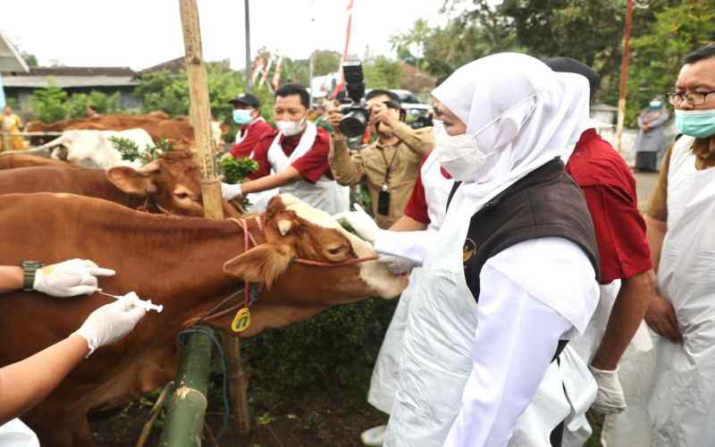  Revaksinasi PMK Jatim Sudah Capai 635.050 Dosis
