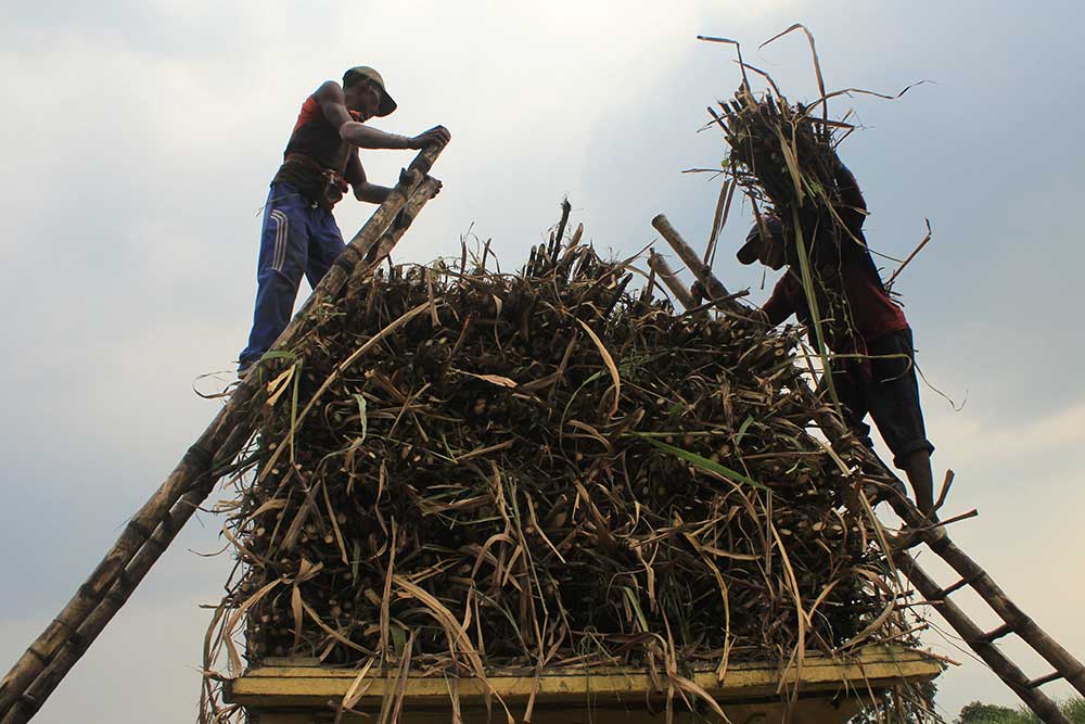  Harga Jual Tebu Stabil di Rp77.000 per Kuintal