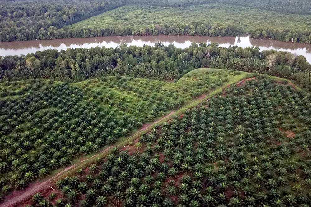  Alih Fungsi Mangrove Menjadi Perkebunan Kelapa Sawit Skala Besar Terjadi di Jambi