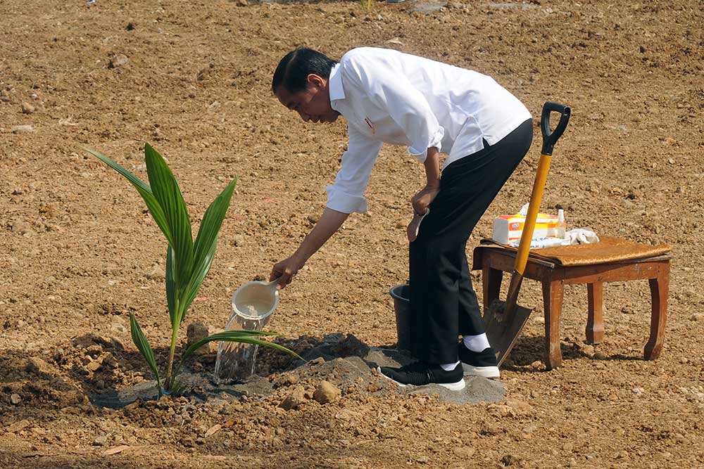  Bangun Ketahanan Pangan, Jokowi Tanam Pohon Kelapa Gajah di Boyolali