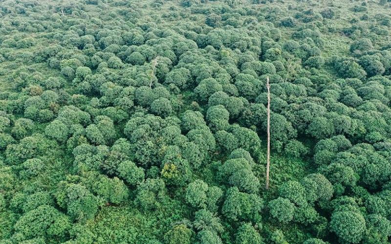  Saratoga (SRTG) Gandeng Forest Carbon Ekspansi Hijau, Saham Ijo Royo-royo