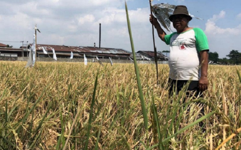  Hebat! Petani di Cirebon Temukan Padi Varietas Baru, Masa Tanam Lebih Singkat